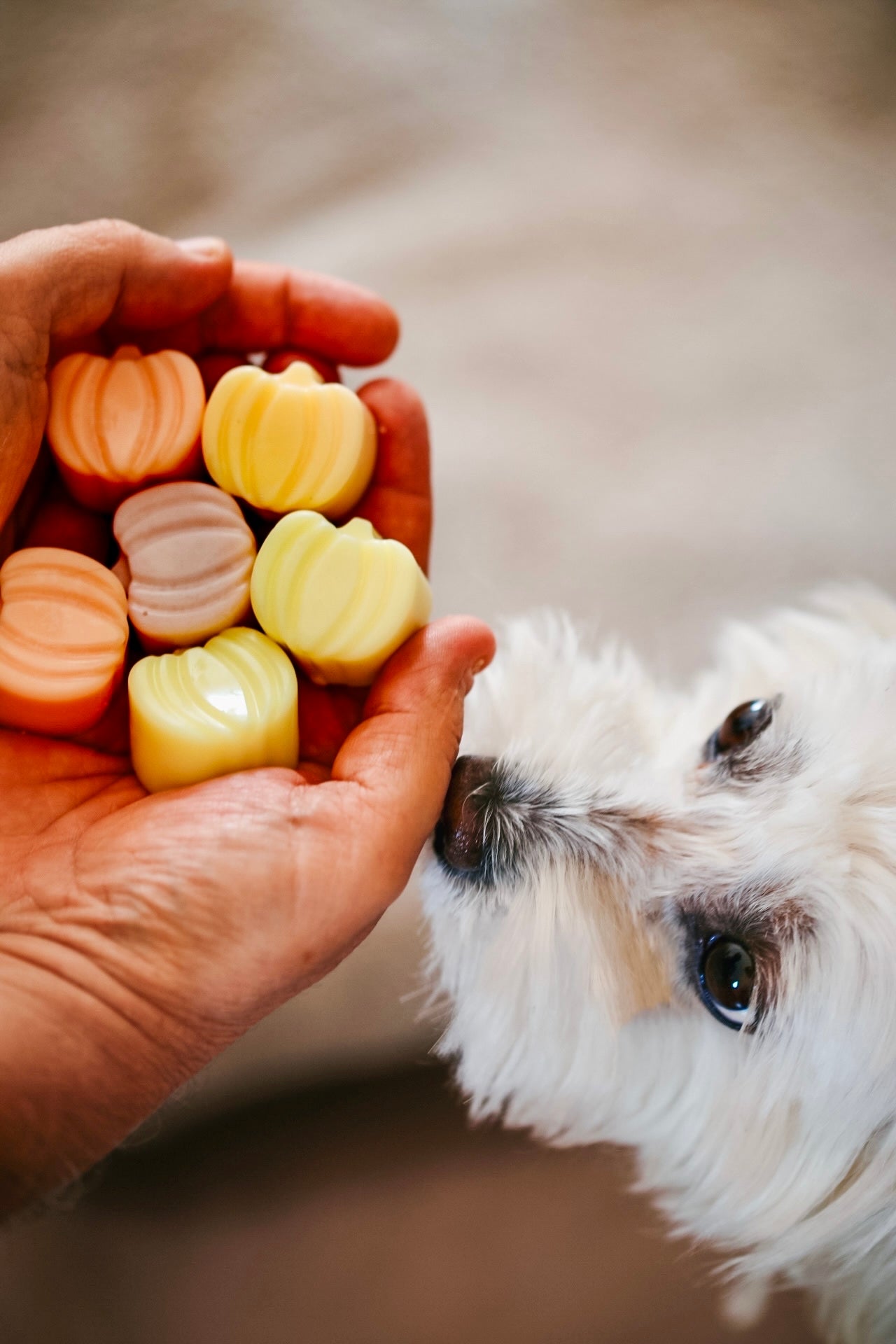 Wax melts Otoño + Halloween